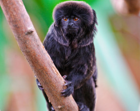 Картинка животные обезьяны ветка