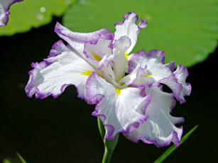 Картинка цветы ирисы