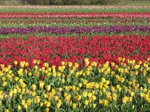 Картинка цветы тюльпаны