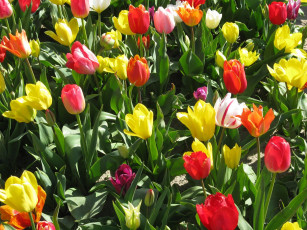 Картинка цветы тюльпаны