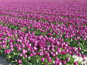 Картинка цветы тюльпаны