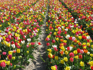 Картинка цветы тюльпаны