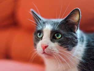 Картинка животные коты мордочка