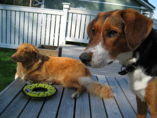 Картинка животные собаки dog