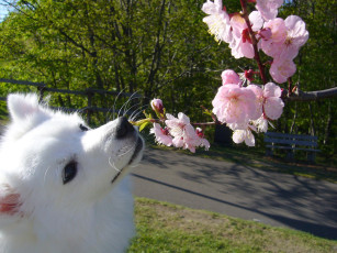 Картинка животные собаки шпиц