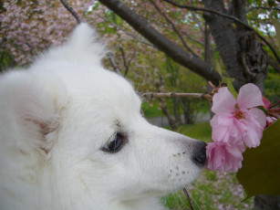 Картинка животные собаки шпиц