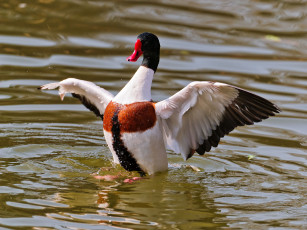 Картинка животные утки взмах крыльев вода крылья
