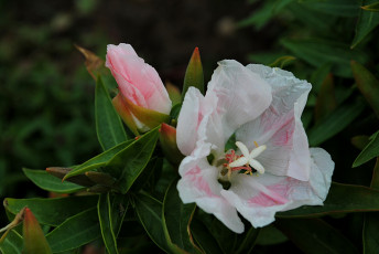 Картинка цветы годеция листья
