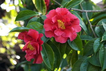 Картинка цветы камелии ветки розовый