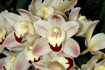 Картинка цветы орхидеи экзотика лепестки