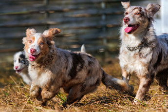Картинка животные собаки австралийская овчарка