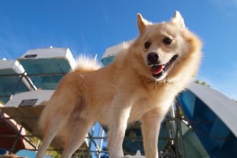 Картинка животные собаки финский шпиц