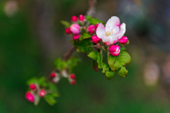 Картинка цветы цветущие деревья кустарники цветение