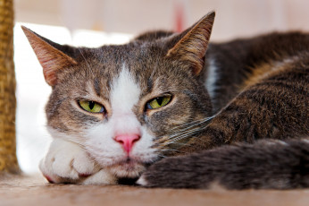 Картинка животные коты взгляд