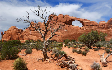 Картинка природа горы парк дерево песок одиночество камни