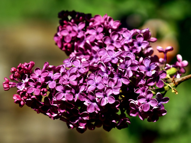 Обои картинки фото цветы, сирень, лиловый, гроздь