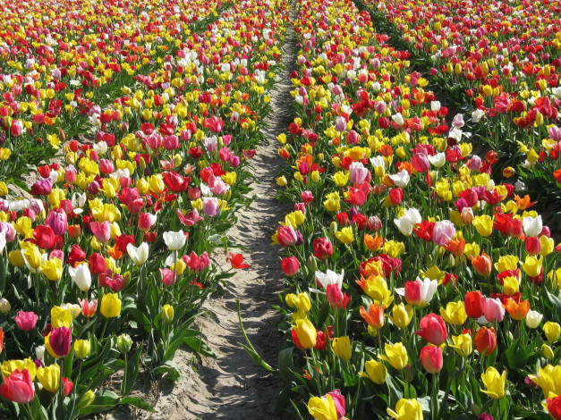 Обои картинки фото цветы, тюльпаны