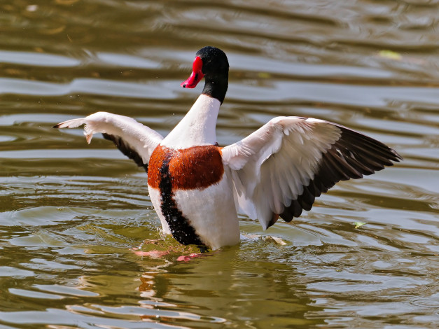 Обои картинки фото животные, утки, взмах, крыльев, вода, крылья
