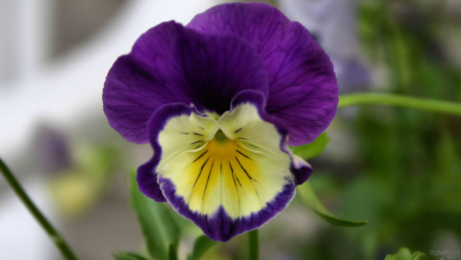 Обои картинки фото цветы, анютины, глазки, садовые, фиалки, сиреневый