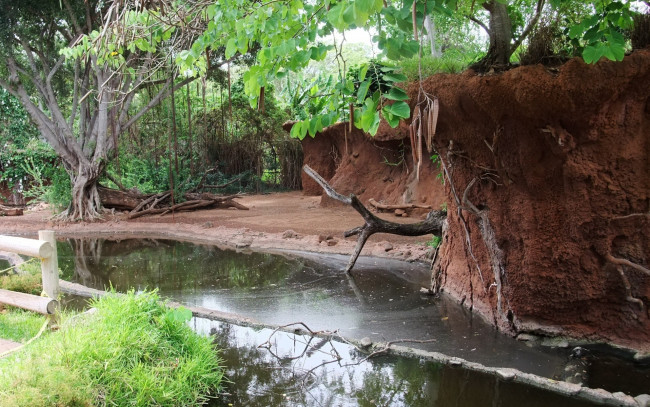 Обои картинки фото природа, реки, озера, река, корни, дерево, ручей, ограда