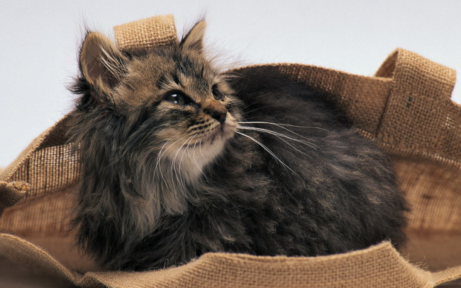 Обои картинки фото животные, коты, котенок