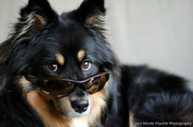 Обои картинки фото животные, собаки, dog