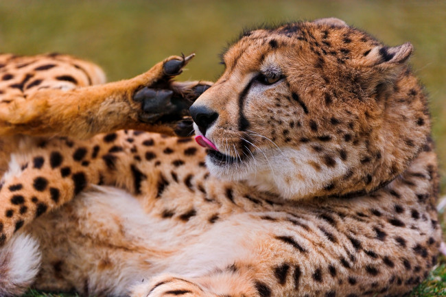 Обои картинки фото животные, гепарды, хищник, cheetah