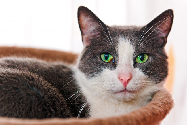 Обои картинки фото животные, коты, взгляд