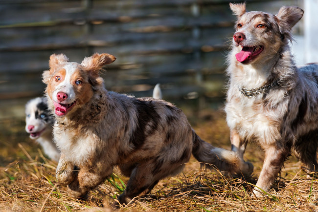 Обои картинки фото животные, собаки, австралийская, овчарка