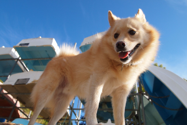 Обои картинки фото животные, собаки, финский, шпиц