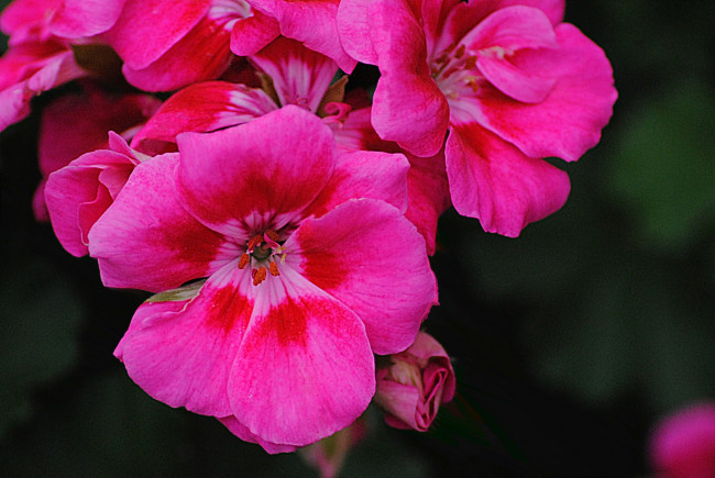 Обои картинки фото цветы, герань, красный