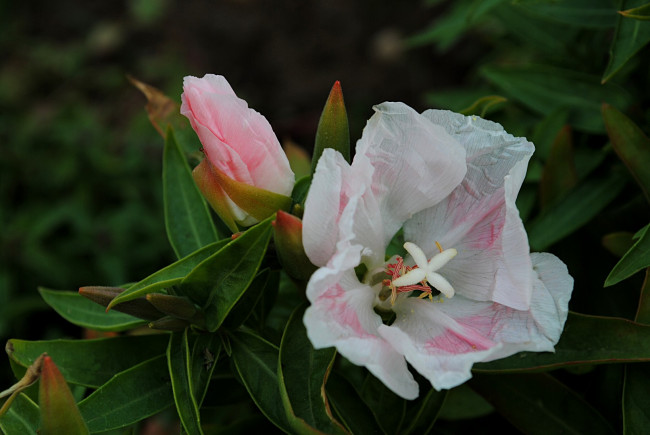 Обои картинки фото цветы, годеция, листья