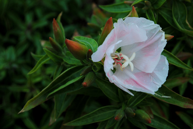 Обои картинки фото цветы, годеция, листья