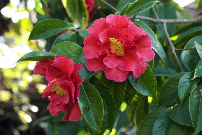 Обои картинки фото цветы, камелии, ветки, розовый