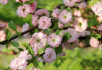 Картинка цветы цветущие+деревья+ +кустарники весна