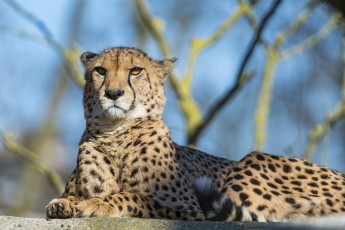 Картинка животные гепарды кошка