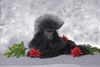 Картинка животные собаки прическа пудель