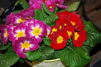 Картинка цветы примулы примула красные