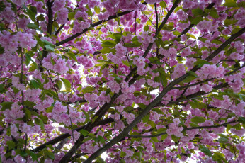 Картинка цветы сакура +вишня весна