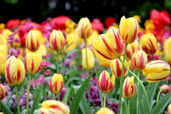 Картинка цветы тюльпаны пестрый