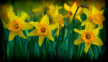 Картинка цветы нарциссы желтый