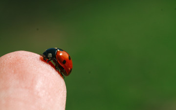 Картинка животные божьи+коровки насекомое