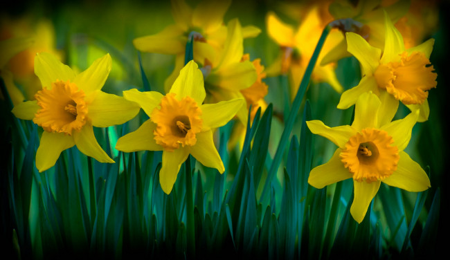 Обои картинки фото цветы, нарциссы, желтый