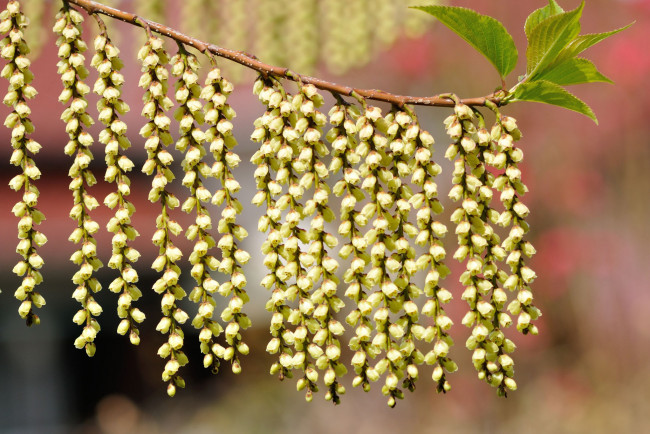 Обои картинки фото цветы, цветущие деревья ,  кустарники, весна
