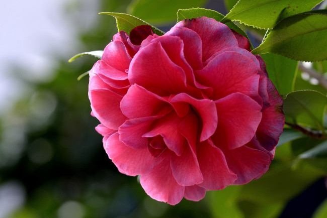 Обои картинки фото цветы, камелии, макро