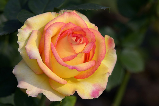 Обои картинки фото цветы, розы, макро