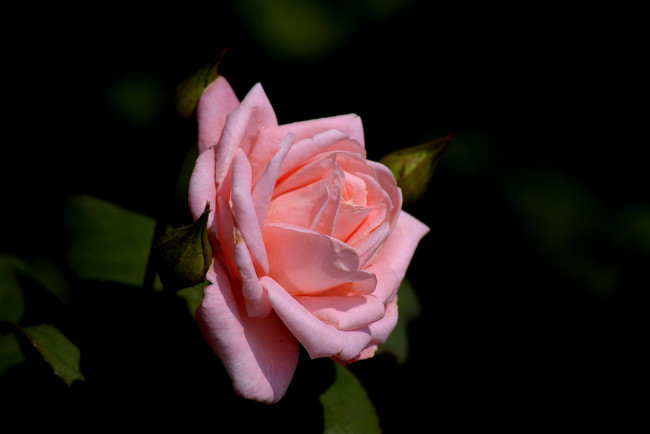 Обои картинки фото цветы, розы, розовый