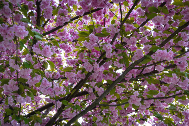 Обои картинки фото цветы, сакура,  вишня, весна