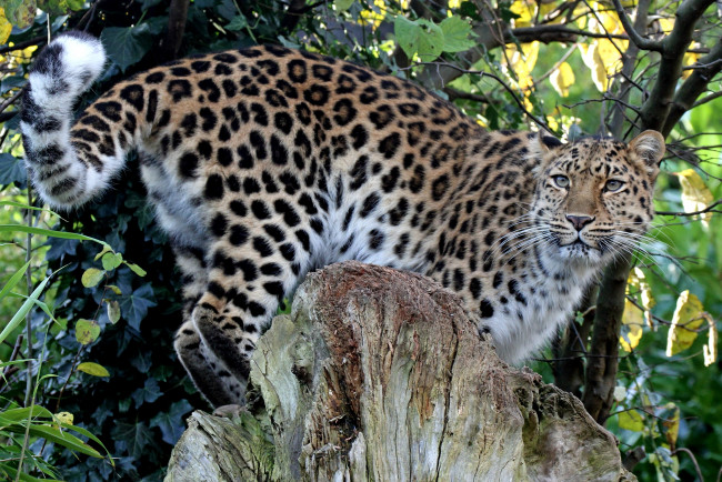 Обои картинки фото животные, леопарды, кошка