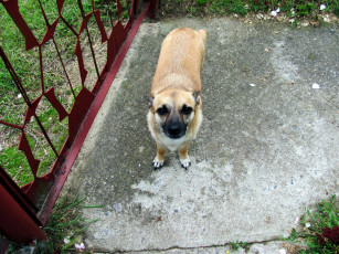 Картинка животные собаки взгляд